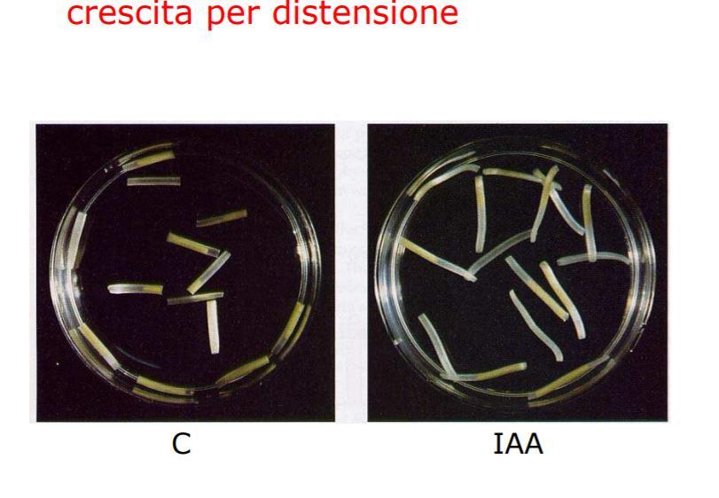 l auxina aumenta l estensibiltà della parete stimolando l attività o aumentando la quantità di H+_ATPasi del plasmalemma È una crescita che non comporta un aumento del numero delle cellule.