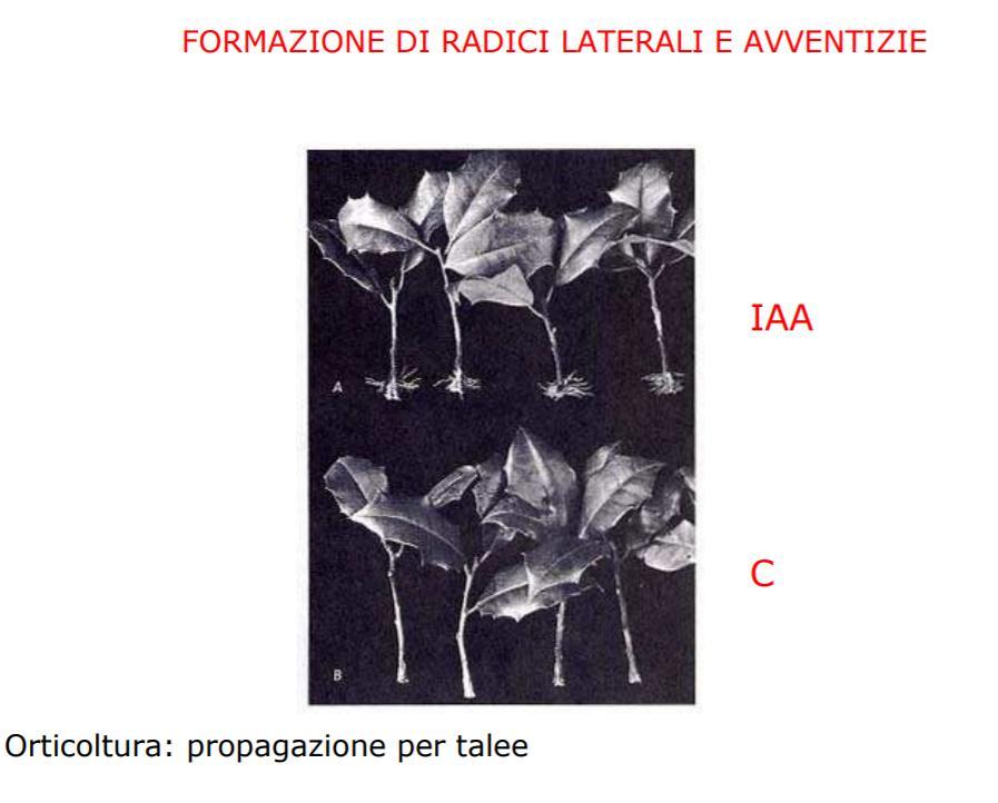 Radicazione Talea micropropagazione