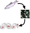 La prima Citochinina fu isolata dallo sperma di aringa nel 1955 da Miller : Un composto attivo ottenuto per parziale degradazione del DNA mediante calore stimolava