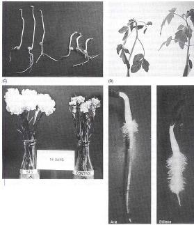 Risposta tripla di pianticelle eziolate di pisello Epinestia fogliare: curvatura delle foglie verso il basso