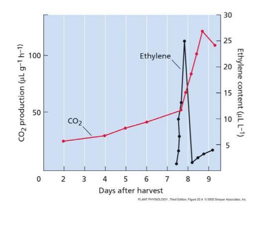 MATURAZIONE FRUTTI I frutti che maturano in risposta ad etilene mostrano un