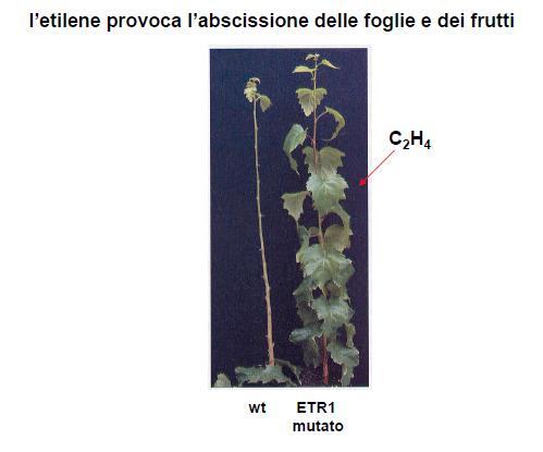 L'indebolimento delle pareti cellulari