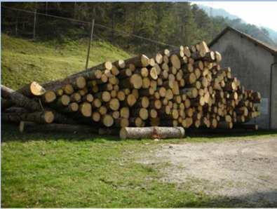 Direttive della Giunta Regionale per la gestione del patrimonio silvo-pastorale della Regione finalizzata a valorizzare: La produzione legnosa sostenibile