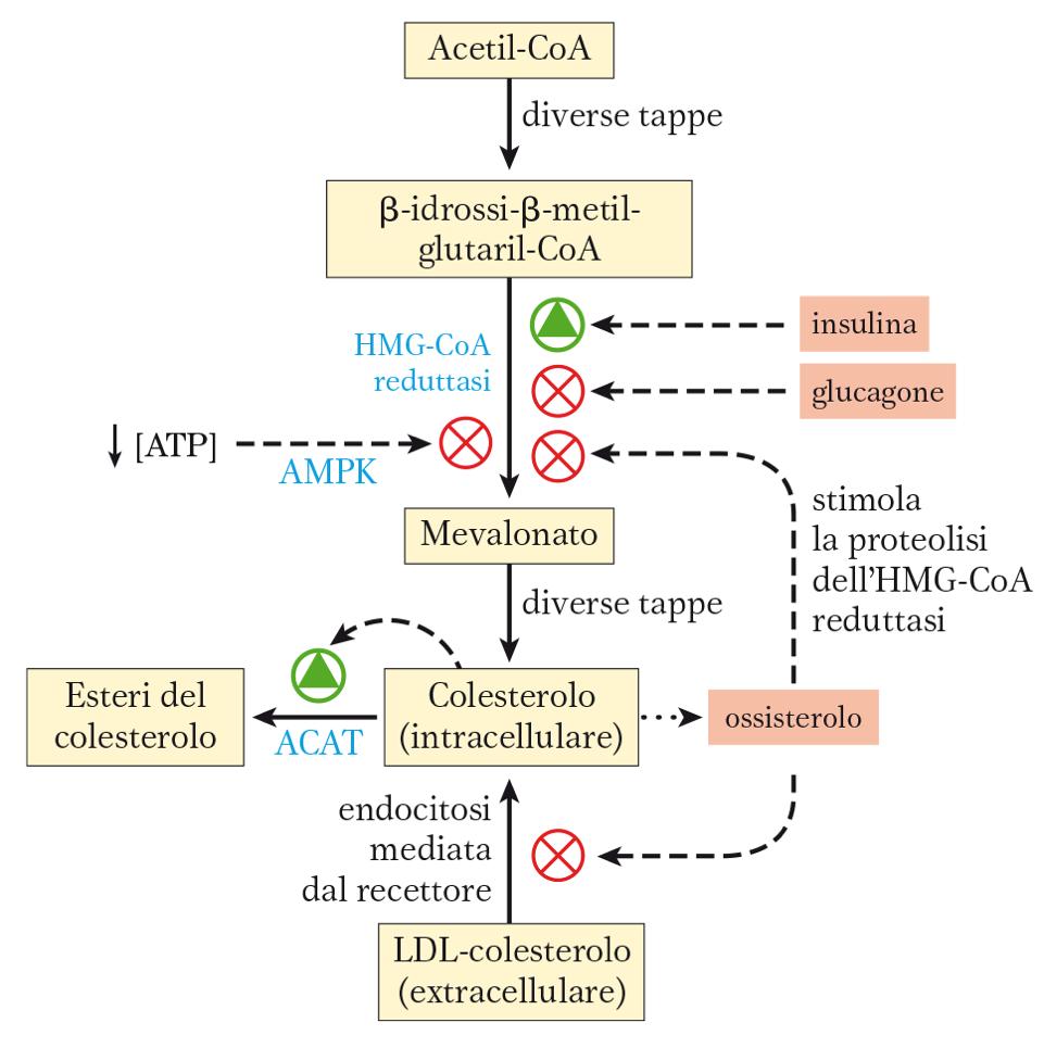 Regolazione della sintesi del colesterolo HMG-CoA reduttasi Attività: regolazione a