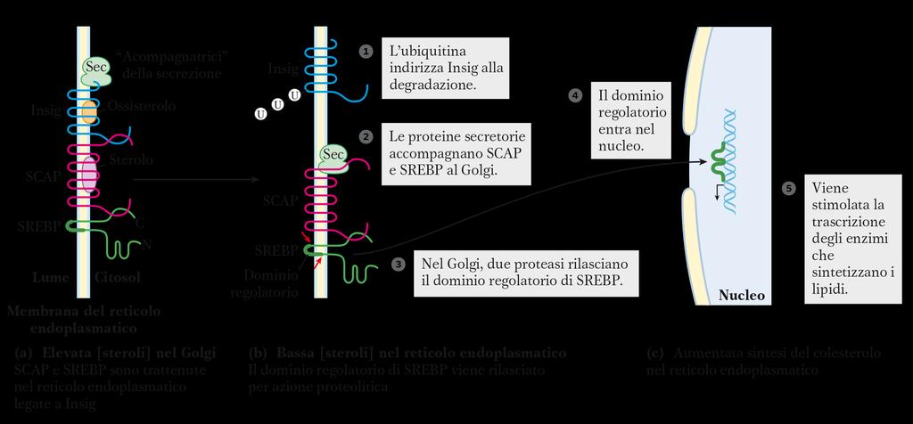 SREBP (Sterol Regulatory Element Binding Protein) Fattore di trascrizione che regola l espressione