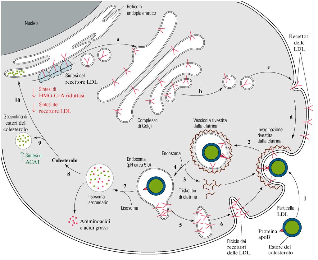 LDL viene assunta dal fegato mediante endocitosi mediata da recettore