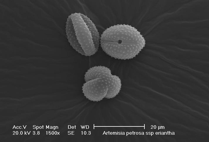 Caratterizzazione dell aerosol biogenico Tecnica di campionamento indipendente* pollini e spore.