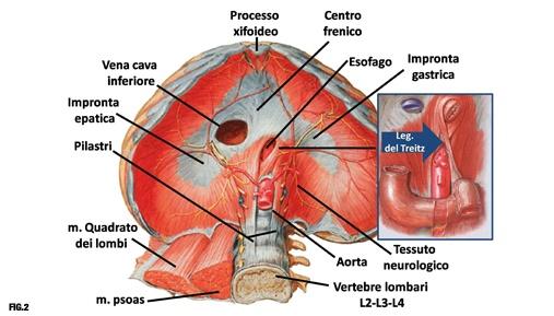 DIAFRAMMA Il muscolo più importante del sistema respiratorio Separa la cavità toracica da quella addominale Semivolontario Esteso di spessore 3 mm a forma di cupola Ha tre fori: hiatus aortica,