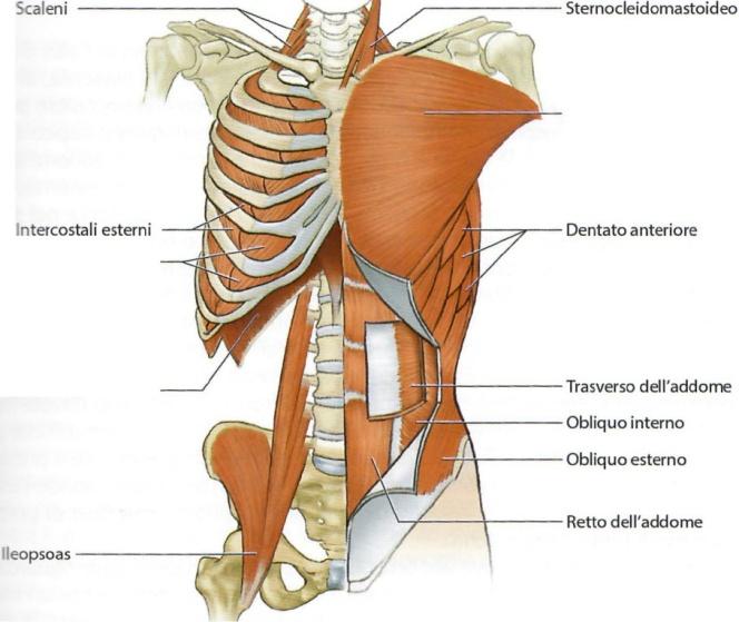 RESPIRAZIONE FORZATA ISPIRAZIONE: Sopra e Sottoioideo Scaleno anteriore, medio e posteriore