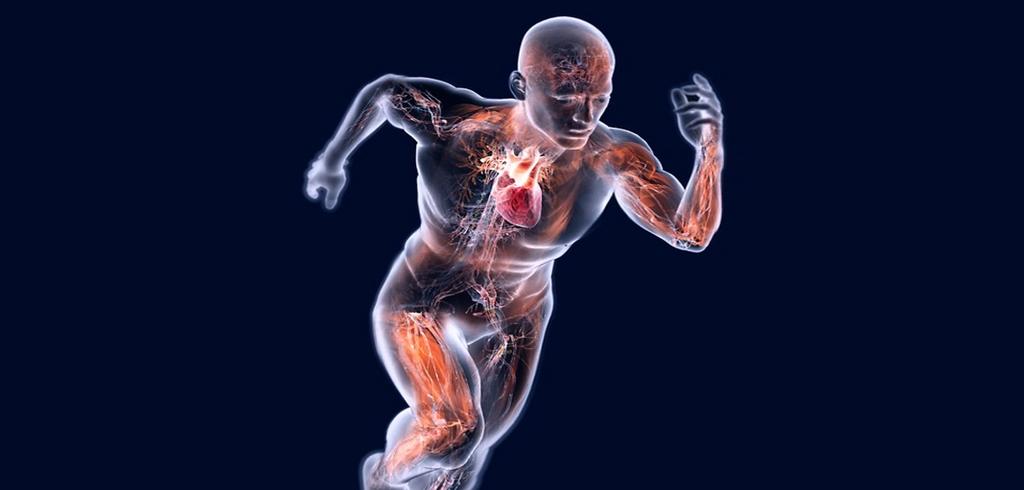 IL RESPIRO NELL ATTIVITA FISICA Ogni attività fisica comporta il maggior consumo energico del nostro corpo e aumento della frequenza cardiaca e respiratoria.