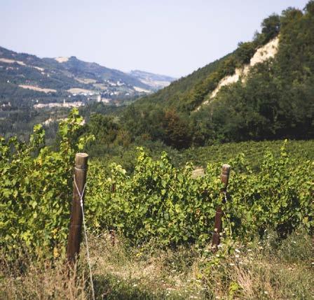 Sulla formazione marnoso-arenacea tipica dell appennino tosco-romagnolo i vigneti crescono su suolo franco argilloso caratterizzando vini di corpo ma con una spiccata