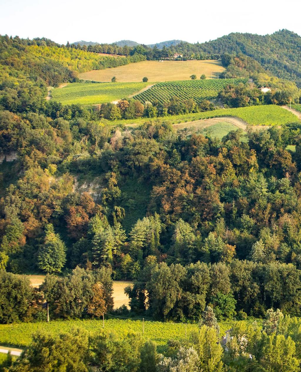 CORTE SAN RUFFILLO AZIENDA AGRICOLA BIOLOGICA Via San Ruffillo 12 Località San Ruffillo -