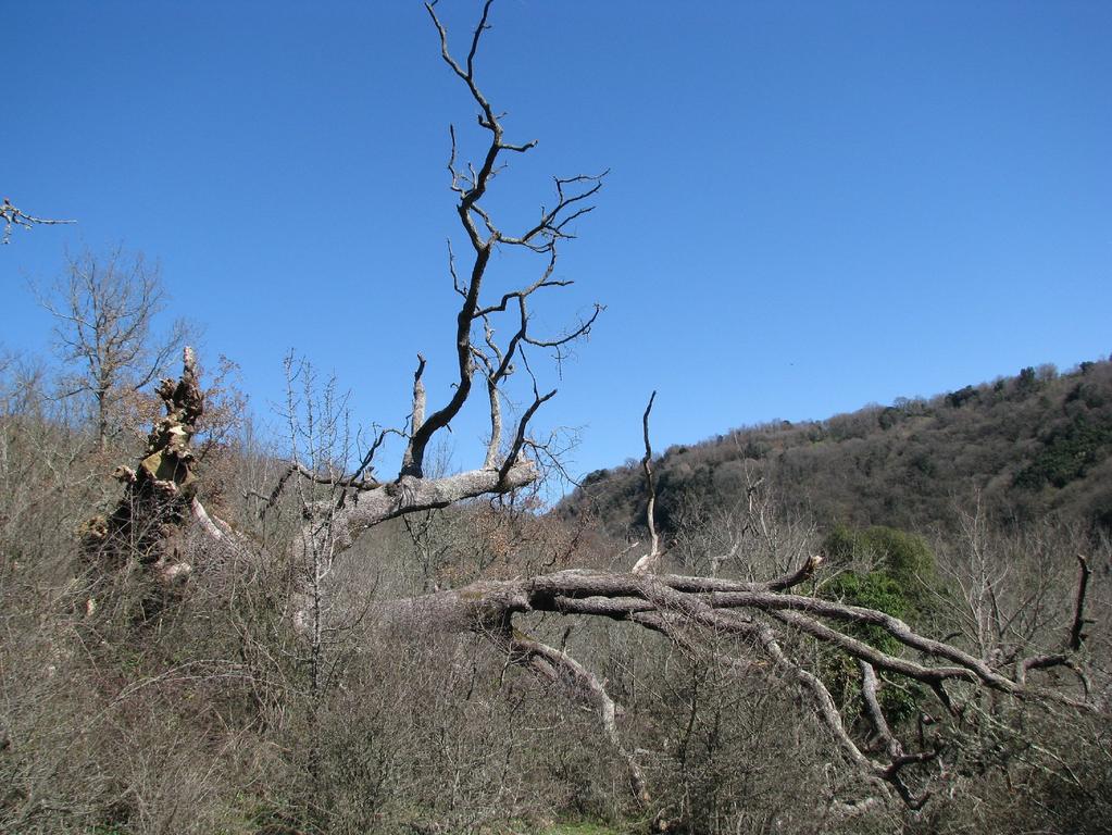 avente circonferenza di 560 cm e con altezza di oltre 13 m, schiantata in loc. Lega (coord.