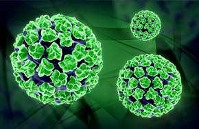 HUMAN PAPILLOMA VIRUS infezione sessualmente trasmessa più comune fino all 80% delle donne