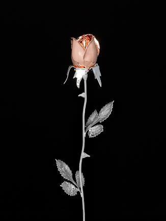 81 Rosa stelo lungo con petali colore bianco perlato o ramato lucido, peso gr. 42 c.a., h. 43 cm.