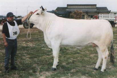 MARCHIGIANA Originaria delle Marche da bovini autoctoni e Romagnoli x