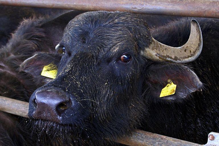 BUFALI Bufalo mediterraneo Allevato in Italia con certezza dal XII secolo ma resti del