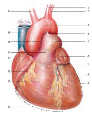 Due pompe in serie TRONCO POLMONARE VENE POLMONARI AORTA VENE CAVE ottuso acuto