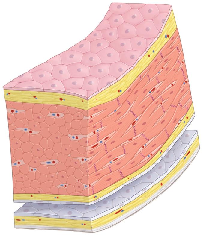 CONCETTI DI BASE Cavo pericardico A Endocardio Base A. Veduta anteriore, B. Struttura del cuore sezione trasversale.