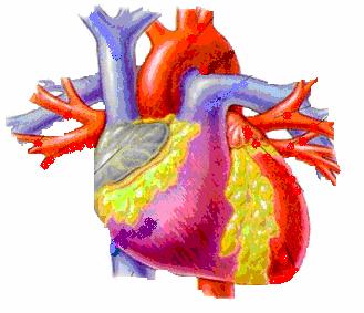 LR: danno cardiovascolare 119 pzin dialisi 52 pzlr (followup < 3 mesi): 43% Aumento significativo mortalità(p=0.004) > cardiovascolare (P=0.