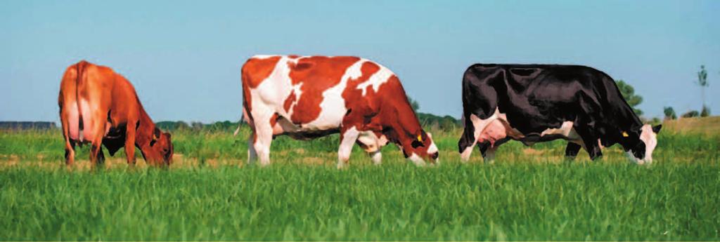 Abbiamo voluto vedere il comportamento delle vacche ProCROSS sia di 1mo parto che seguirle nei parti successivi, il loro modo di arrivare al picco e le loro diverse curve di lattazione, il diverso