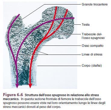 Le trabecole dell osso spugnoso sono disposte secondo le linee di forza che attraversano l osso Poiché cambiano -> rimodellamento osseo La microarchitettura di un