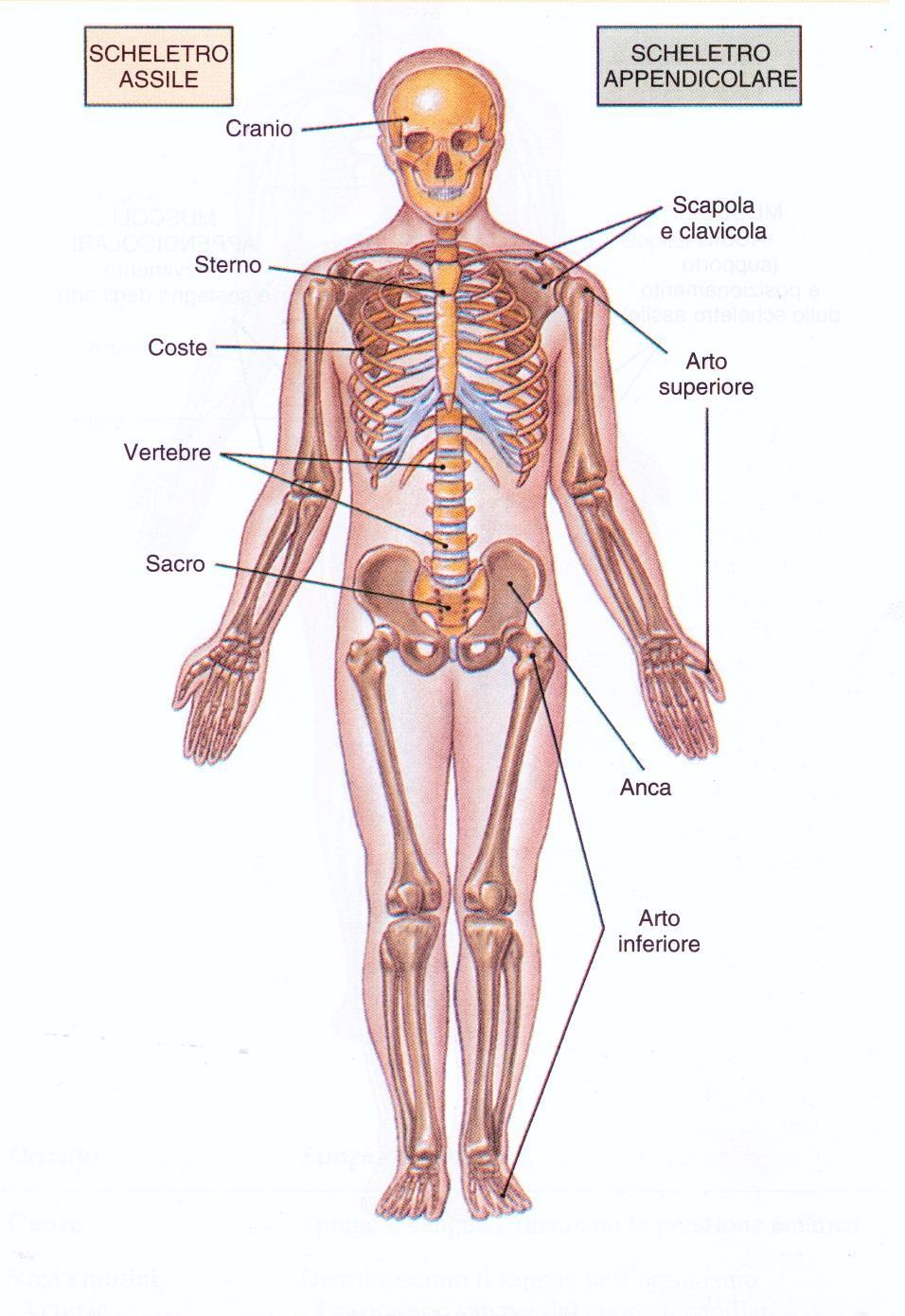 Sistema Scheletrico APPARATO LOCOMOTORE Sistema Muscolare scheletrico Funzioni Principali Sostegno e
