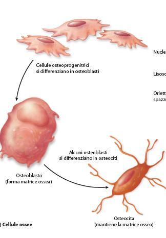 Cellule: - Osteoprogenitrici: staminali di origine mesenchimale (periostio,endostio) si dividono per differenziarsi in osteoblasti, attive durante l accrescimento dell