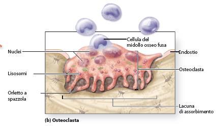 e attivano la mineralizzazione - Osteociti: cells mature, quiescenti, rimaste imprigionate nelle lacune fra gli strati di matrice dopo la mineralizzazione dell osso ->