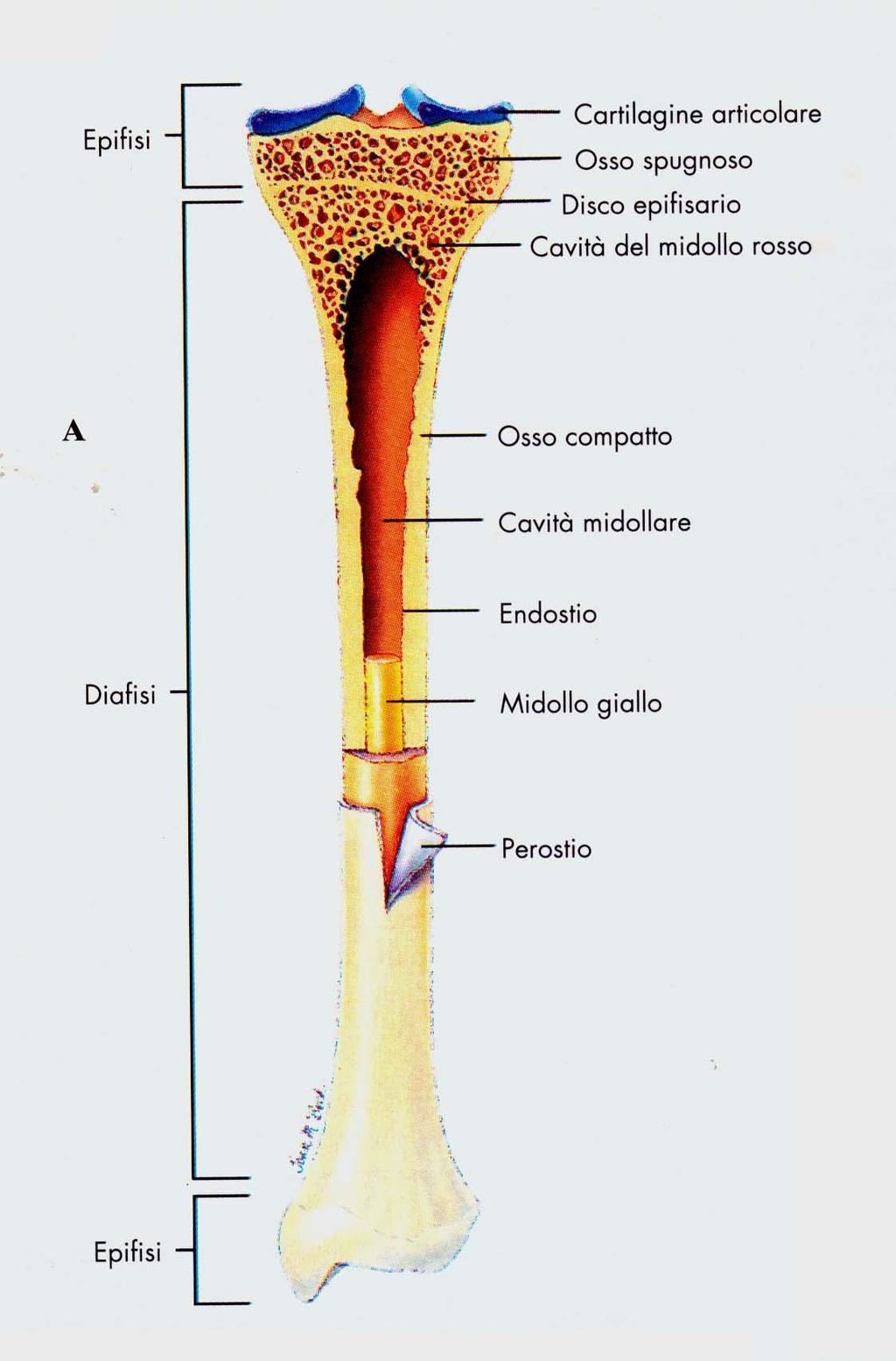 Struttura di un OSSO LUNGO Epifisi e Diafisi Periostio Disco Epifisario (metafisi) -> cartilagine che
