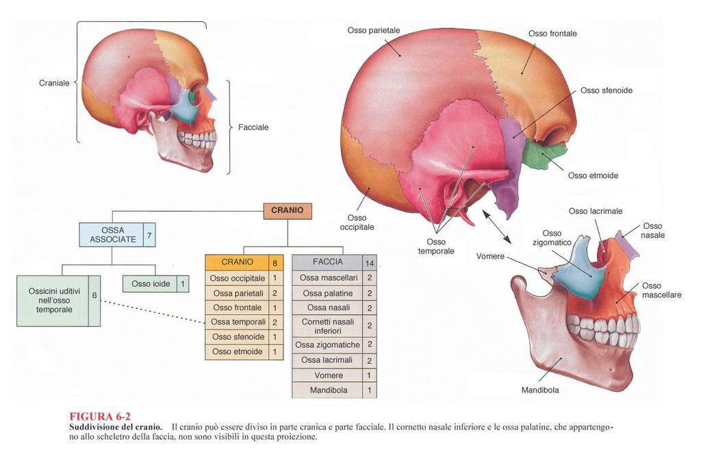 Neurocranio Neuro Neurocranio: circonda e protegge l encefalo