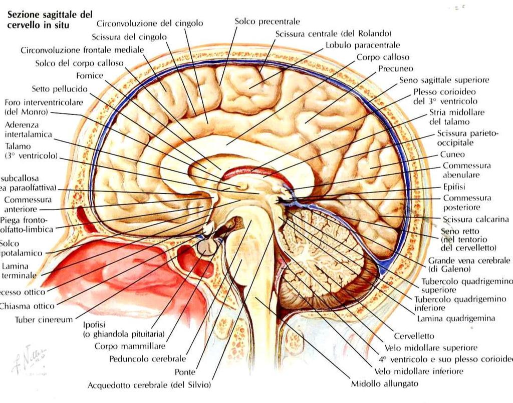Contenuto del Neurocranio Encefalo: -Cervello (telencefalo e