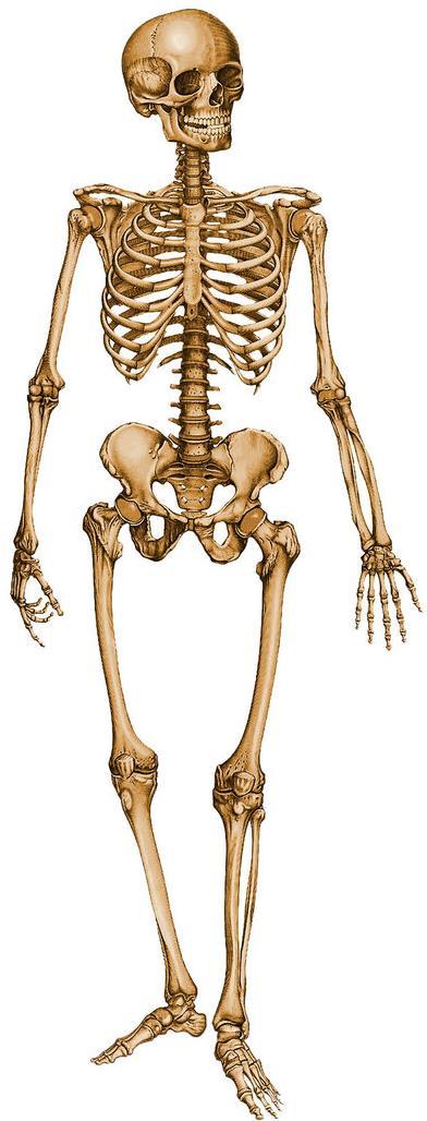 CRISTALLI OH-apatite forniscono rigidità alla rete di collagene dell osso