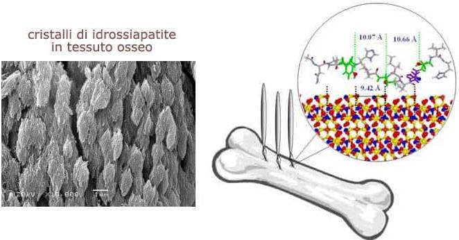 prima infanzia» regola la crescita di cristalli e previene eccessiva