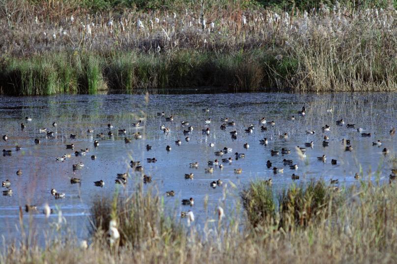 Da allora, la maggior parte dei BioBlitz vede la presenza di adulti, bambini e adolescenti che affiancano esperti e scienziati del settore in