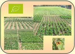 Articolo 12 Norme di produzione VEGETALE La fertilità e l attività biologica del suolo sono mantenute e potenziate mediante la rotazione pluriennale delle colture, comprese