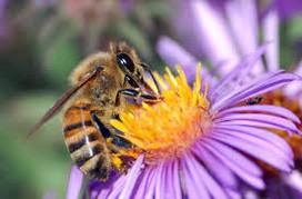 Articolo 14 Norme di produzione ANIMALE le arnie e il materiale utilizzato in apicoltura sono fabbricati essenzialmente in materiali