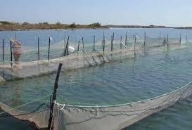 Articolo 15 Norme di produzione per animali d Acquacoltura l acquacoltura biologica eà basata sull allevamento di giovani stock