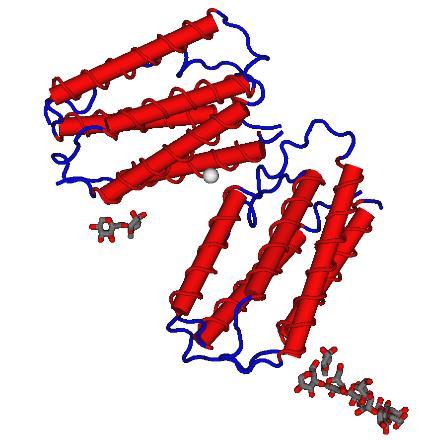 come i linfociti T e i macrofagi - inibire la crescita di alcune cellule tumorali Gli interferoni: - si legano alla membrana delle cellule e ne stimolano la produzione di enzimi antivirali -