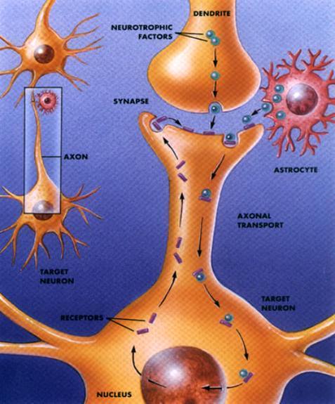 Il composto proteico maggiormente incisivo sulla neurodegenerazione