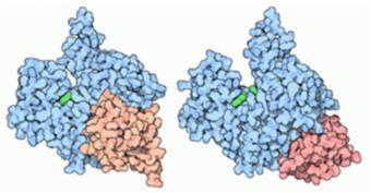 plasmatica; permettono una parte del trasporto interno di vescicole; i sarcomeri, le unità contrattili delle cellule muscolari sono formati da actina, oltre che da miosina ed altre proteine;