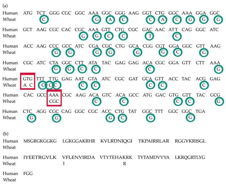 Mutazioni nonsinonime istone H4 in uomo e grano: (a) gene e (b)