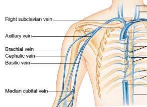 Vena Visualizzazione Puntura tunnel Vena giugulare interna Asse corto In plane possibile Anonima Asse lungo In plane sempre Succlavia Asse lungo In plane sempre Ascellare Asse corto Out of