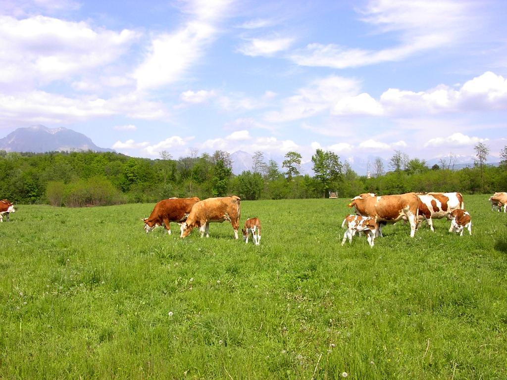 Carne bovina biologica: esperienze