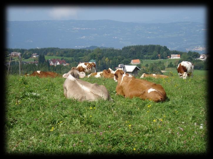 perché produrre carne biologica in montagna.