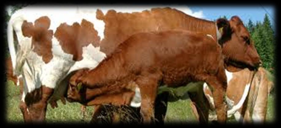la produzione di carne biologica vitello o vitellone leggero- con vacche nutrici obiettivi produrre carne di vitello o un vitellone leggero (9-10 mesi età) senza un periodo specifico di ingrasso