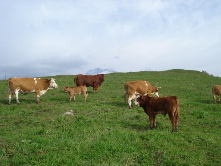 naturale (toro PR o Lim, + eventuale FA) nucleo 22 vacche, 1 toro, 2 capi di rimonta (+ vitelli età diverse)