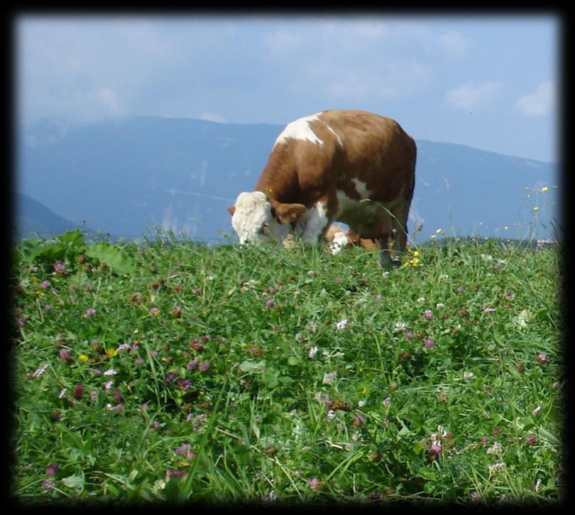 i vantaggi del pascolo prolungato ambientali utilizzo della risorsa foraggera disponibile aspetto paesaggistico-territorio carico animali appropriato (1,5-1,8 UBA/Ha) economici contenere i costi