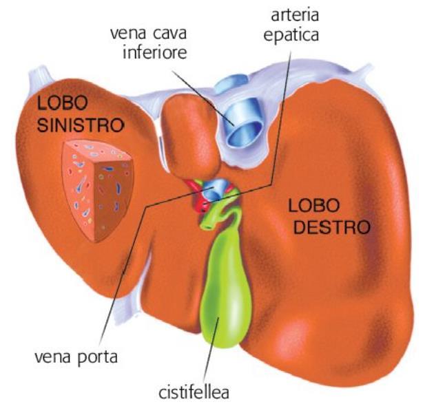 Le ghiandole della digestione.