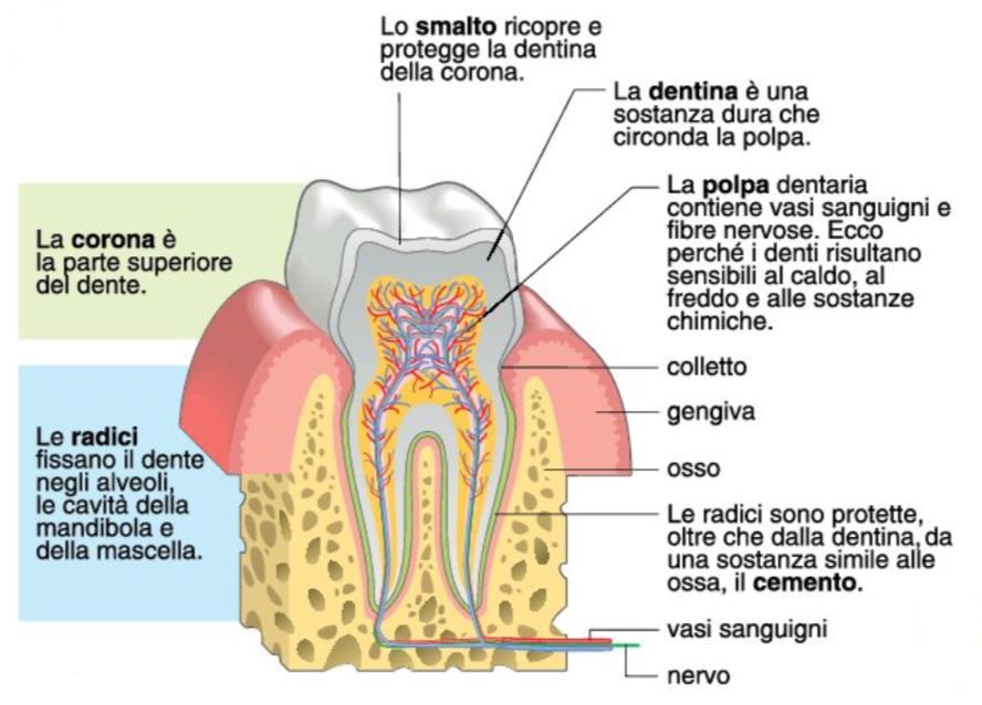 La bocca e i denti Le carie sono malattie causate da batteri che riescono a erodere il dente partendo dallo smalto per arrivare